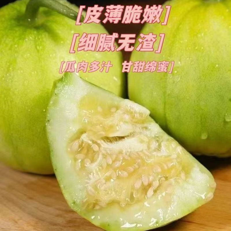 正宗马连庄小甜瓜产地直发甜宝甜瓜大量上市欢迎合作