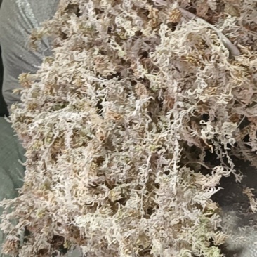 贵州优质水苔
