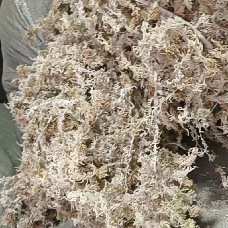贵州优质水苔