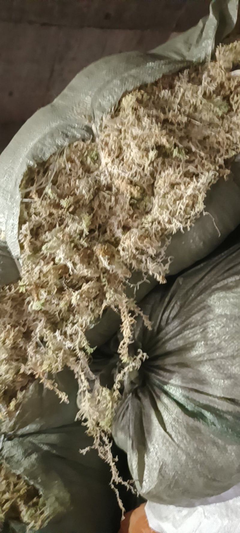 贵州优质水苔