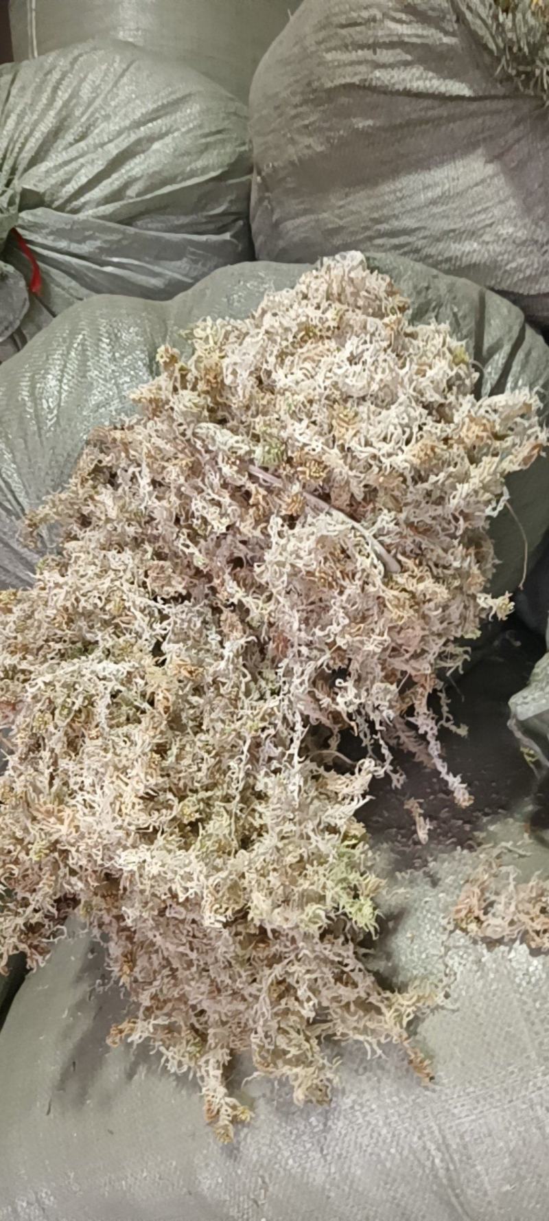贵州优质水苔