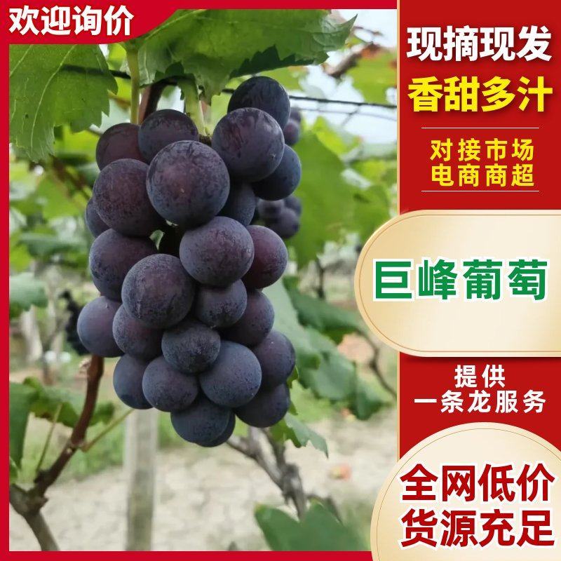【推荐】山东巨峰葡萄上市对接市场商场电商产地直发