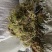 贵州优质大灰苔藓（青苔）