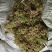 贵州优质大灰苔藓（青苔）
