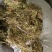 贵州优质大灰苔藓（青苔）