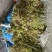贵州优质大灰苔藓（青苔）