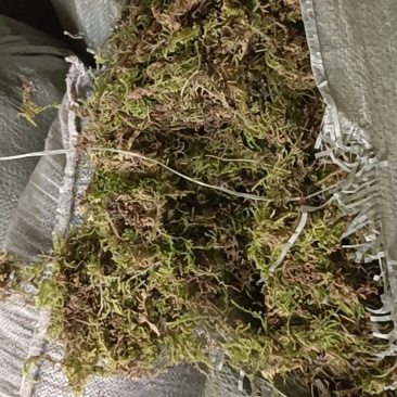 贵州优质大灰苔藓（青苔）