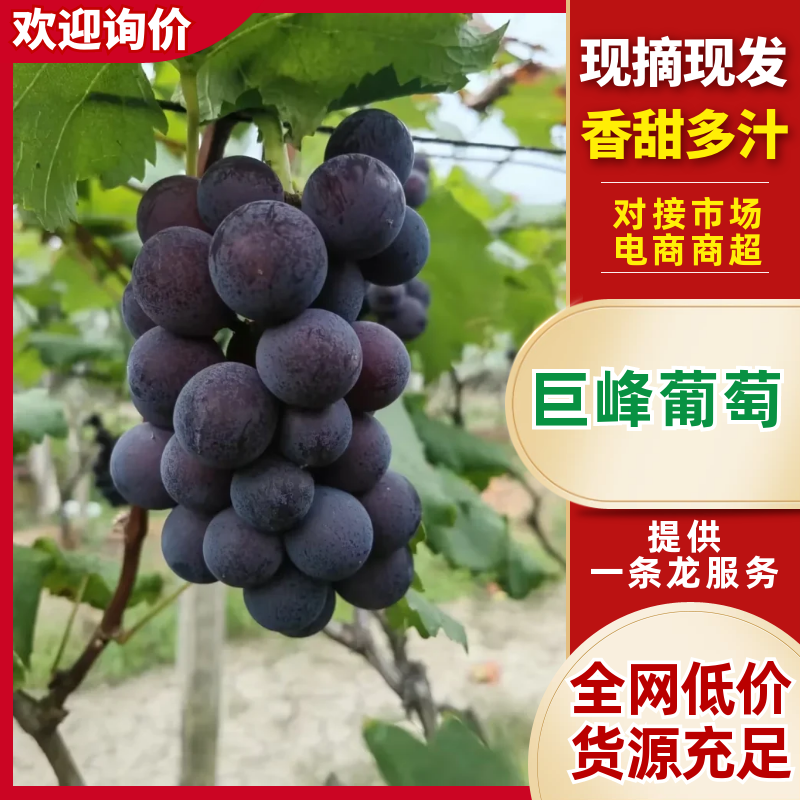 山东巨峰葡萄上市了大量现货基地现摘现发质量保证