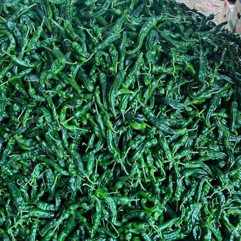 精品小邹皮辣椒安徽阜南农家种植皮薄香辣果肉紧实