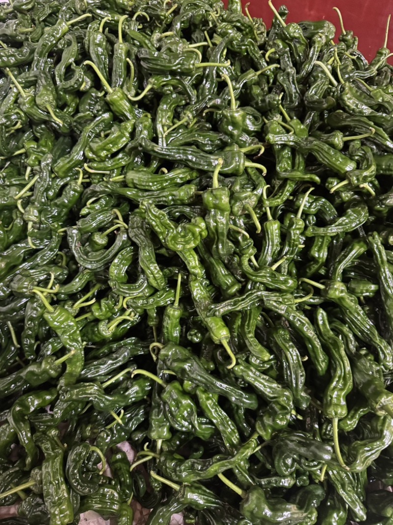 精品小邹皮辣椒安徽阜南农家种植皮薄香辣果肉紧实