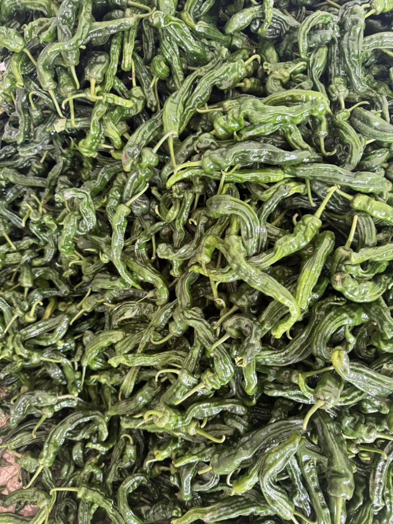 精品小邹皮辣椒安徽阜南农家种植皮薄香辣果肉紧实