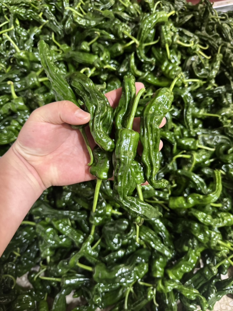 精品小邹皮辣椒安徽阜南农家种植皮薄香辣果肉紧实