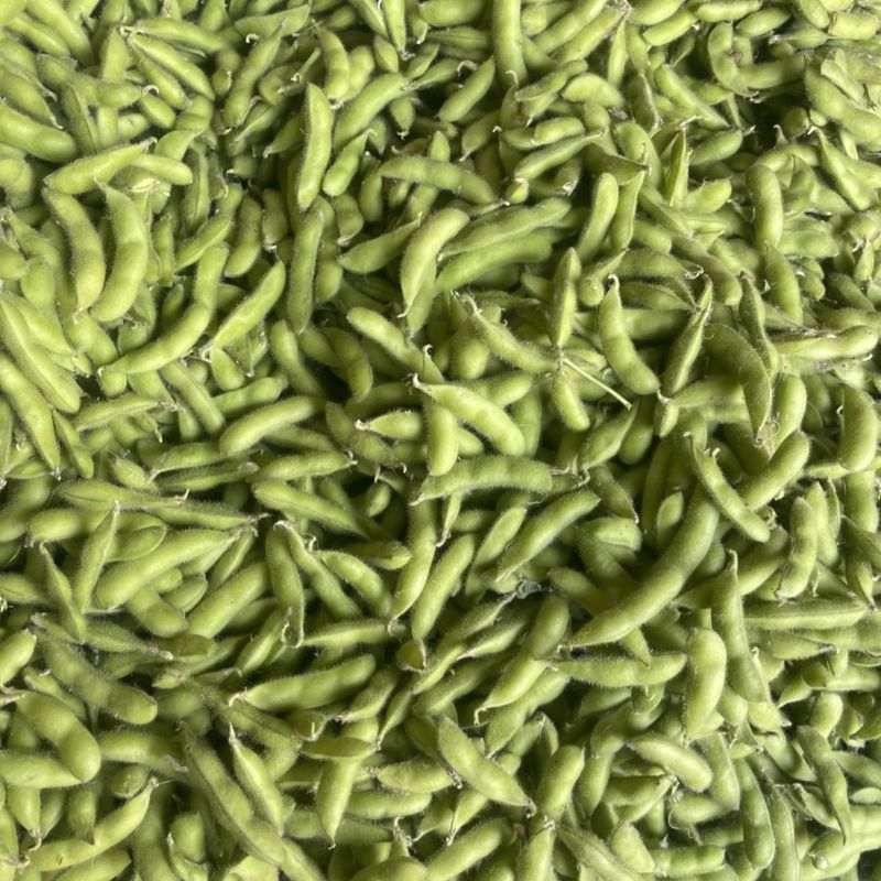 会龙毛豆大量上市