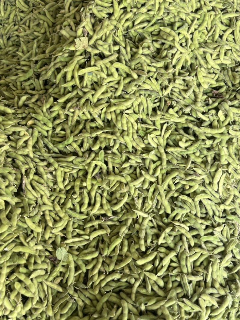 会龙毛豆大量上市