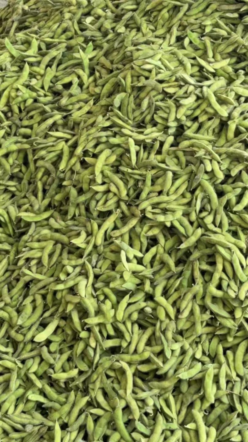 会龙毛豆大量上市