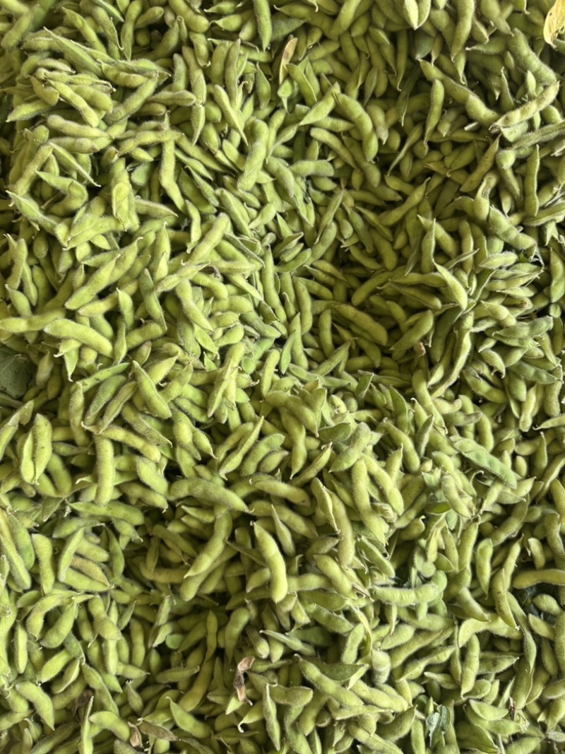 会龙毛豆大量上市