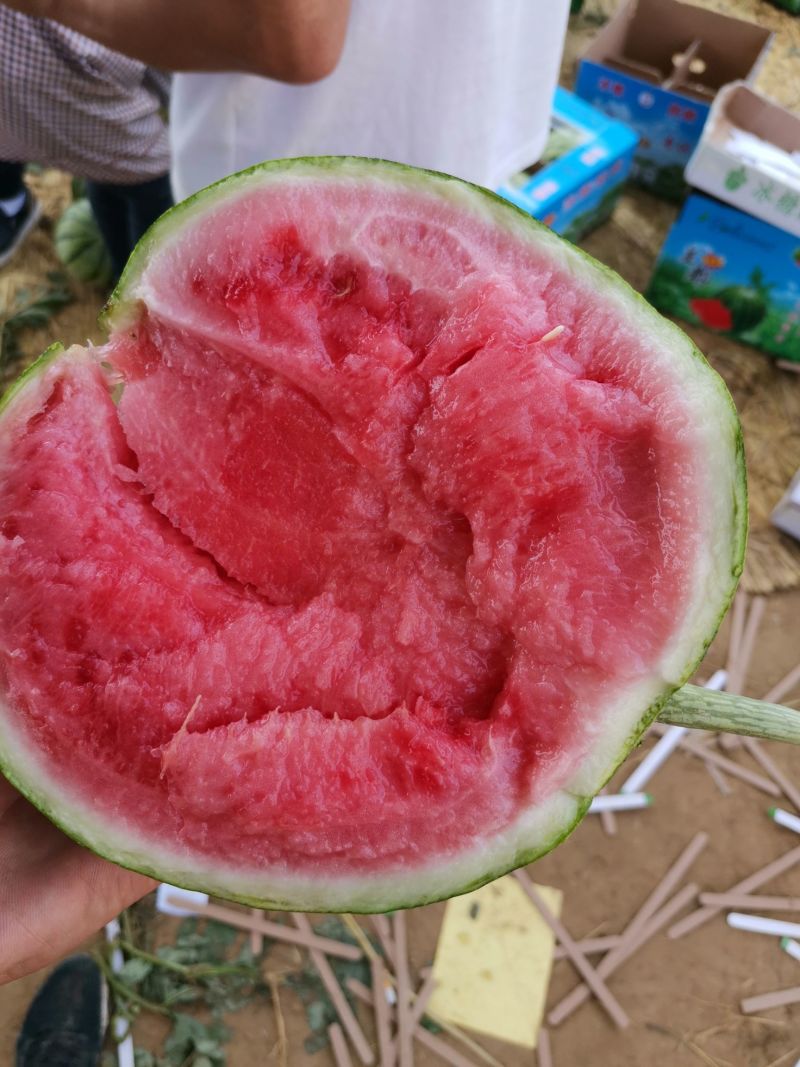 美都西瓜711美都西瓜开始上市承接商超电商代发全国