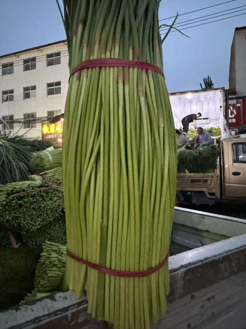 红帽蒜苔大量上市开封通许产地直发精品蒜薹诚信经