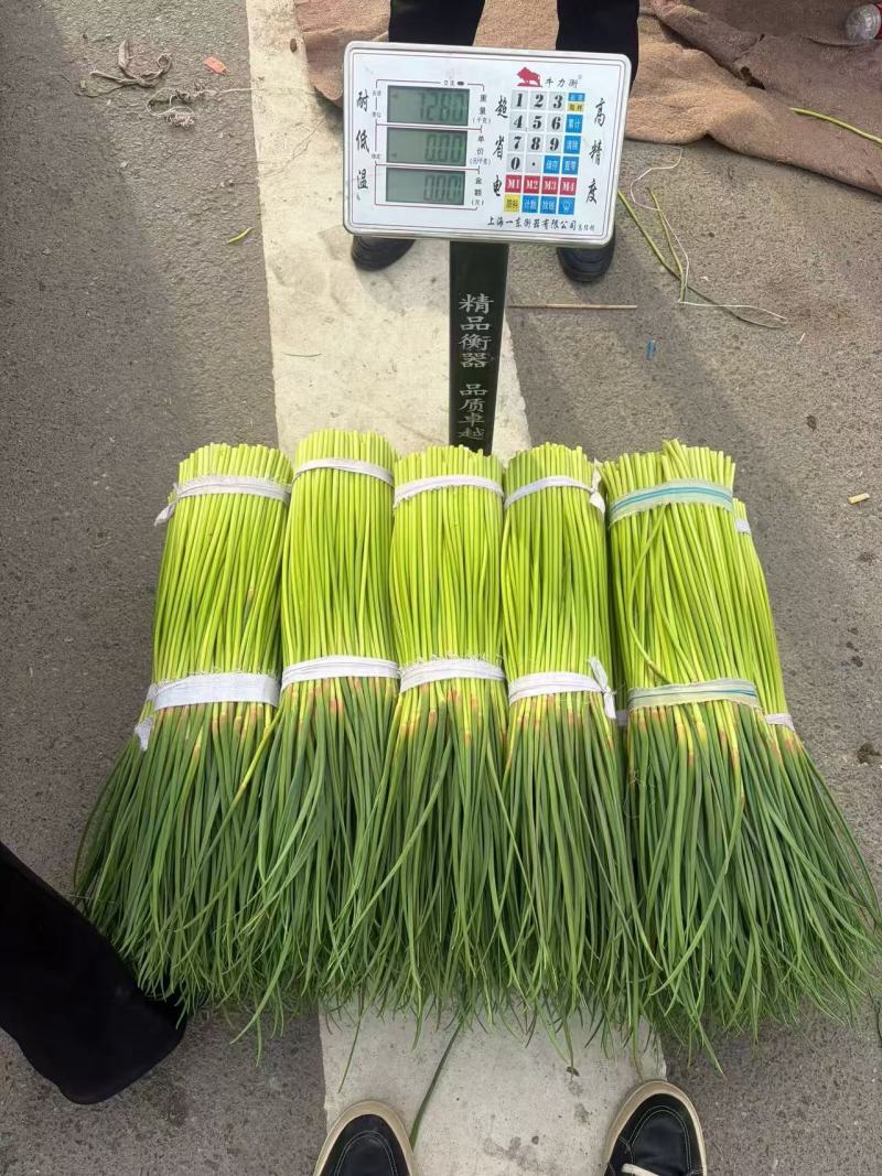 红帽蒜苔大量上市开封通许产地直发精品蒜薹诚信经