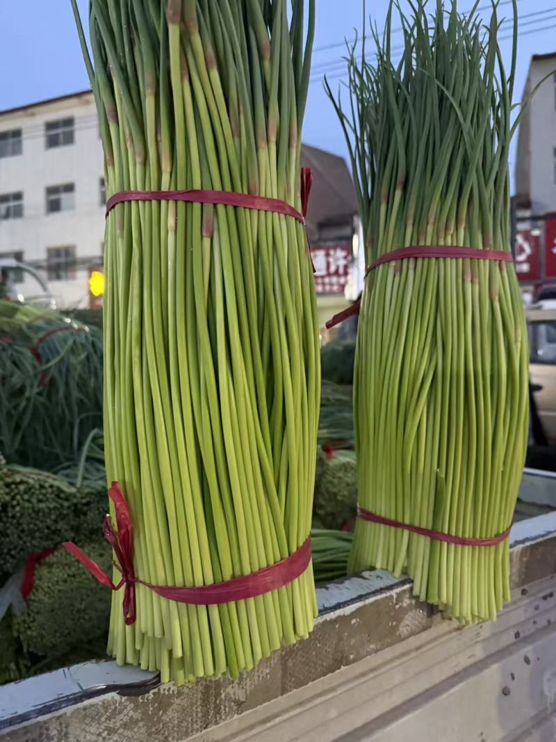 红帽蒜苔大量上市开封通许产地直发精品蒜薹诚信经