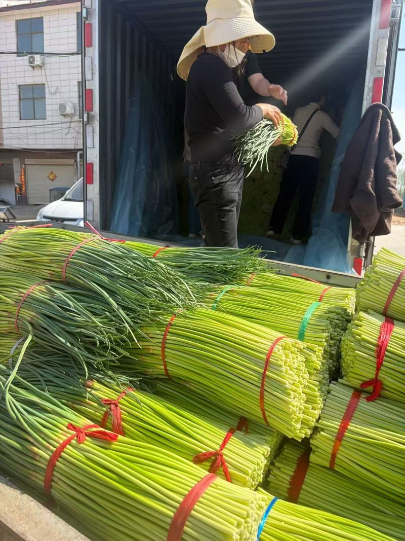 红帽蒜苔大量上市开封通许产地直发精品蒜薹诚信经