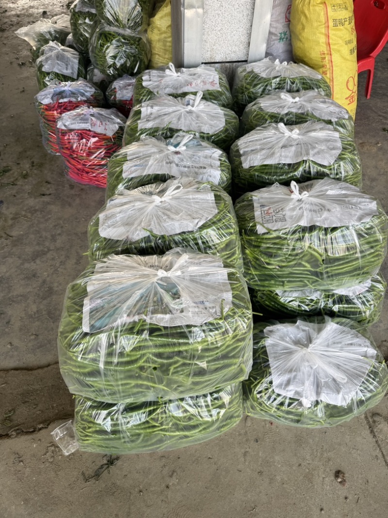 精品青线椒大量上市