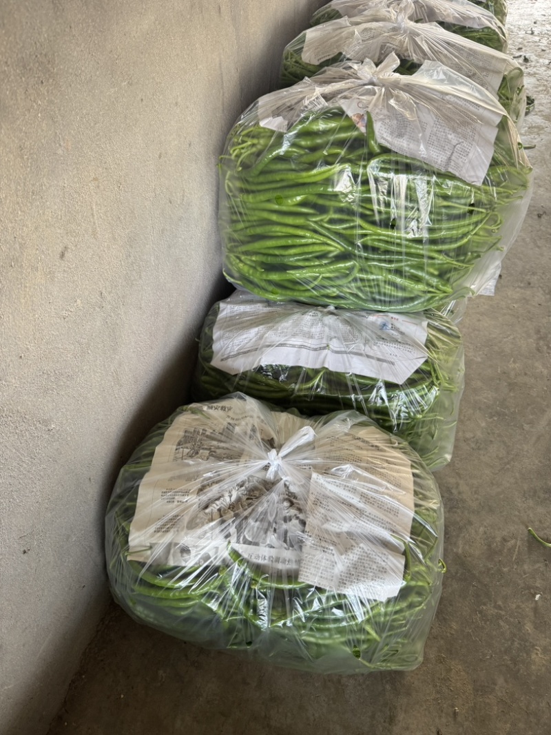 精品青线椒大量上市