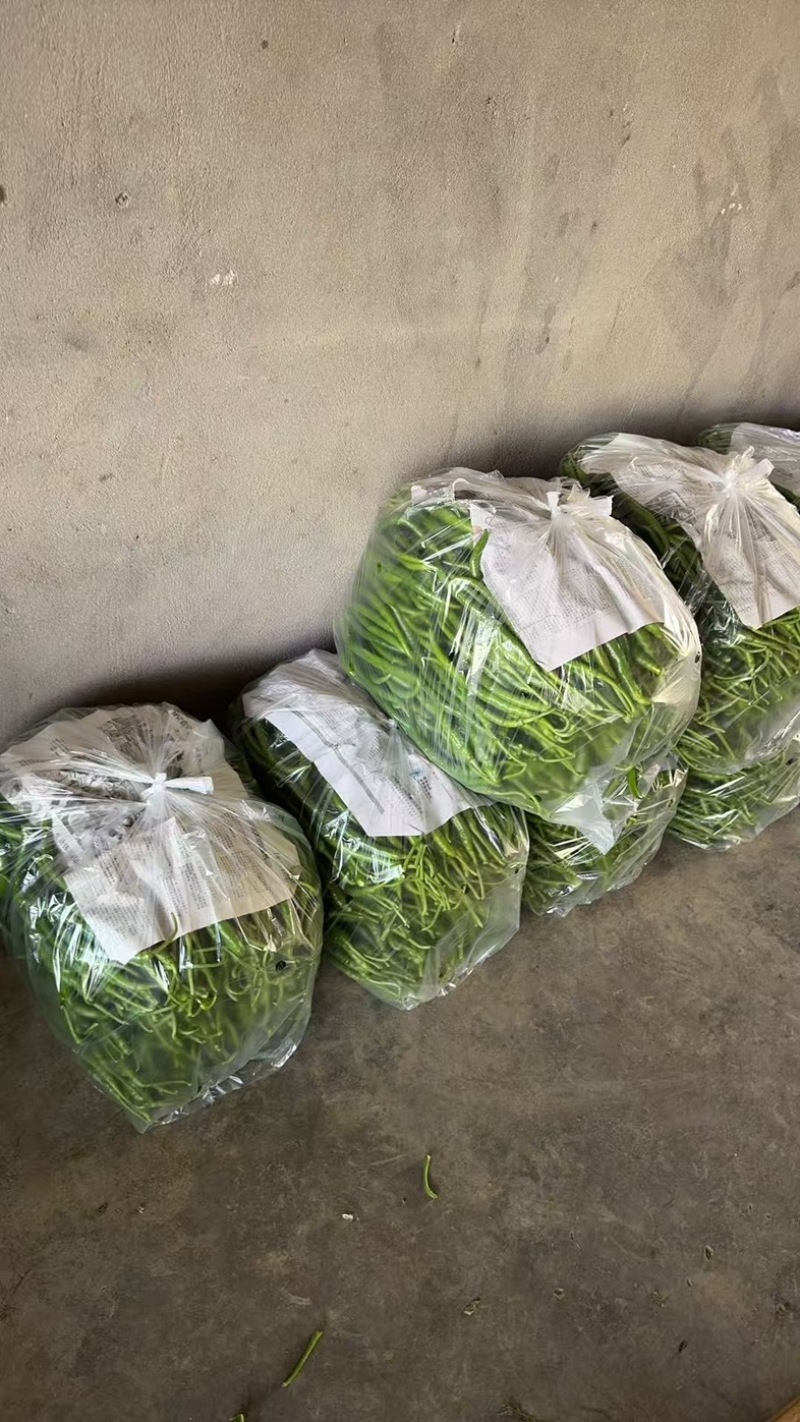 精品青线椒大量上市
