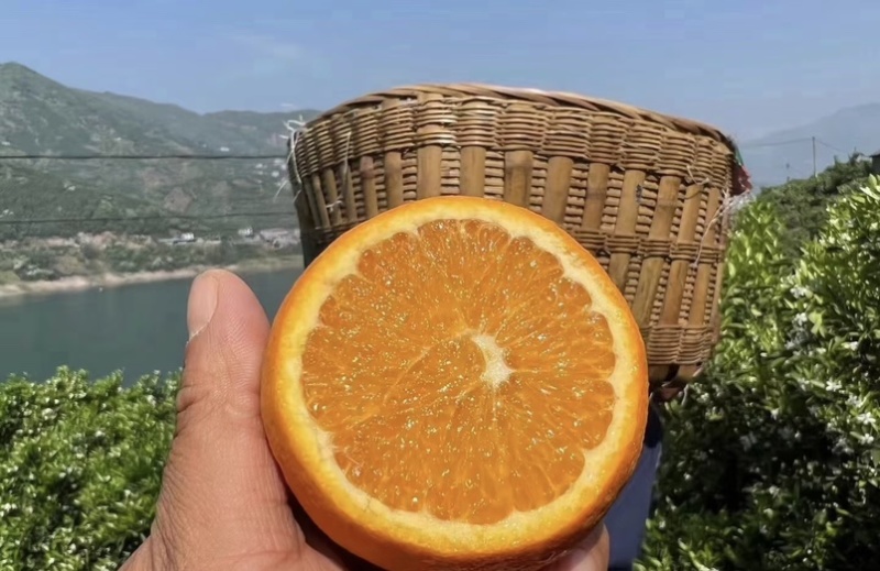 湖北秭归伦晚脐橙