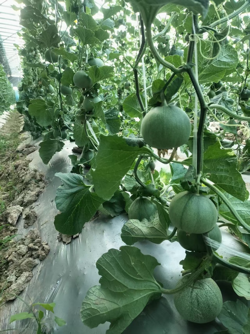 【精品】精品绿宝甜瓜基地供应量大从优质量保证新鲜采摘