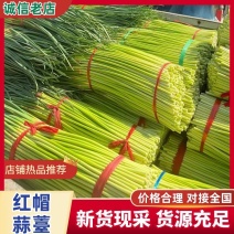 红帽蒜苔大量上市开封通许产地直发精品蒜薹诚信经