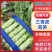 【推荐】三青皮莴笋河南莴笋新鲜上市45-60公分无空心