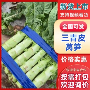 河南开封莴笋大量上市青皮莴笋货源充足无裂口一手货源