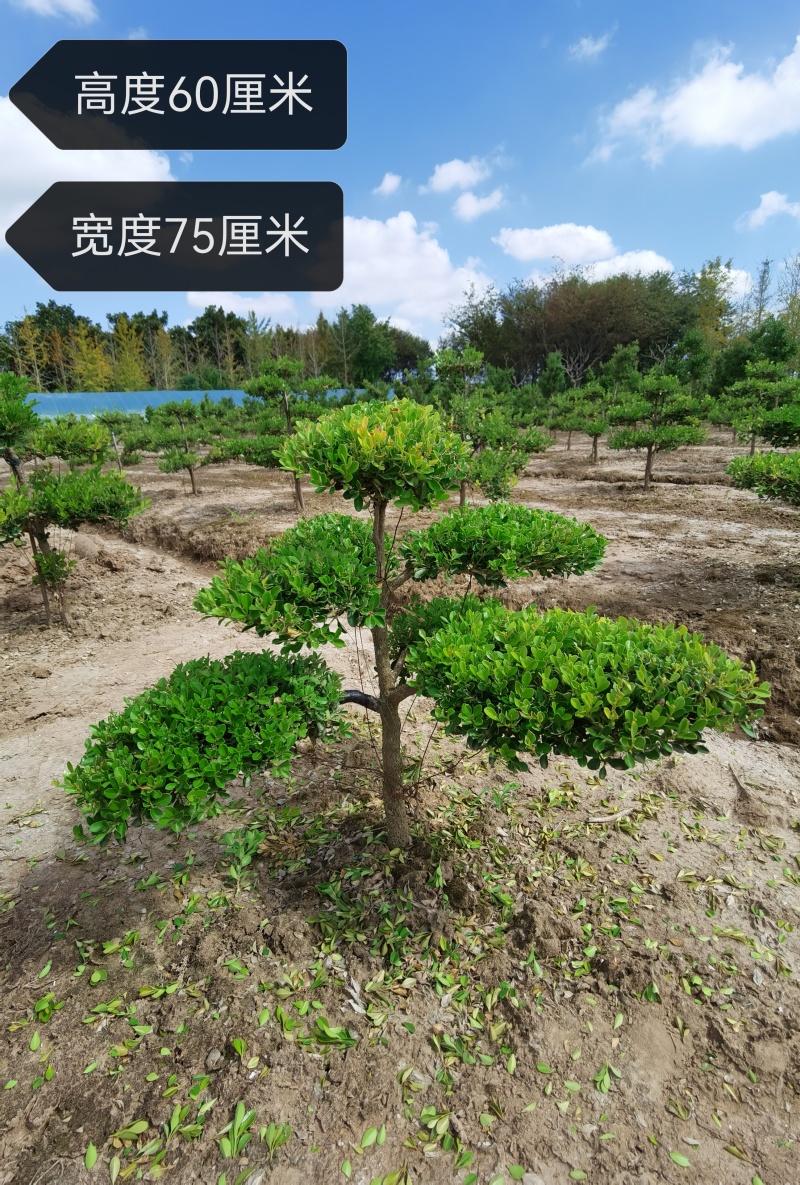 上海市崇明小叶瓜子黄杨树造型盆景可自提可快递自家地