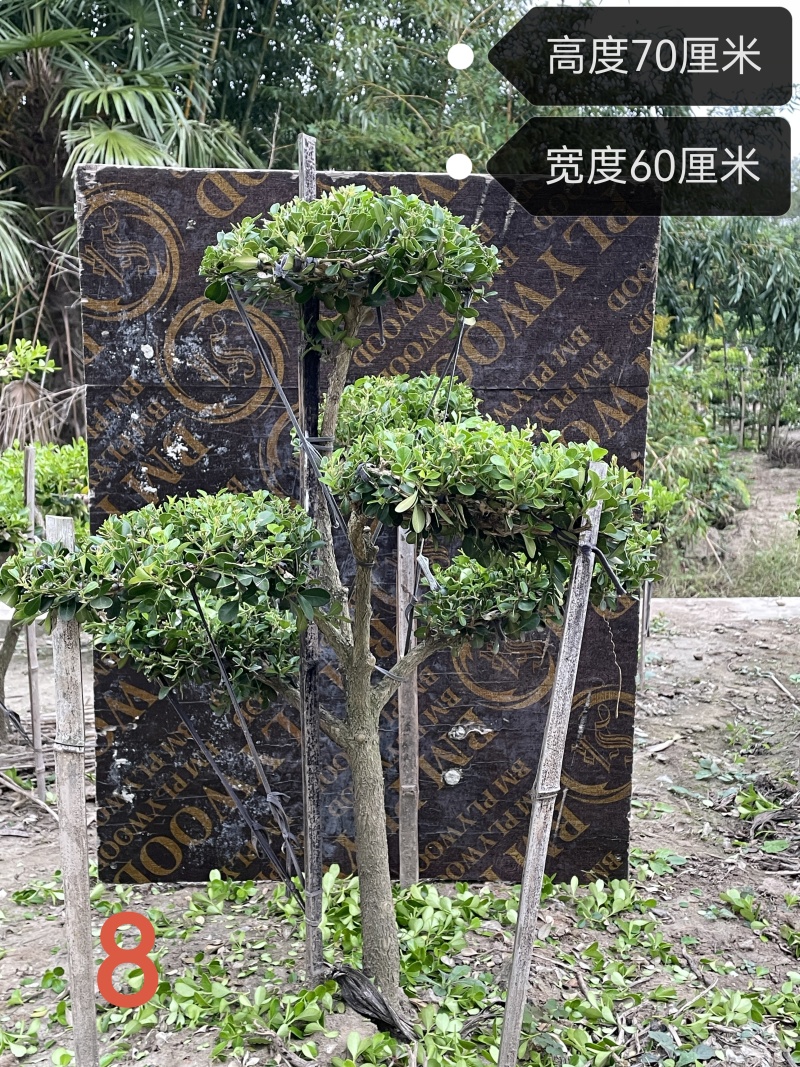 上海市崇明小叶瓜子黄杨树造型盆景可自提可快递自家地