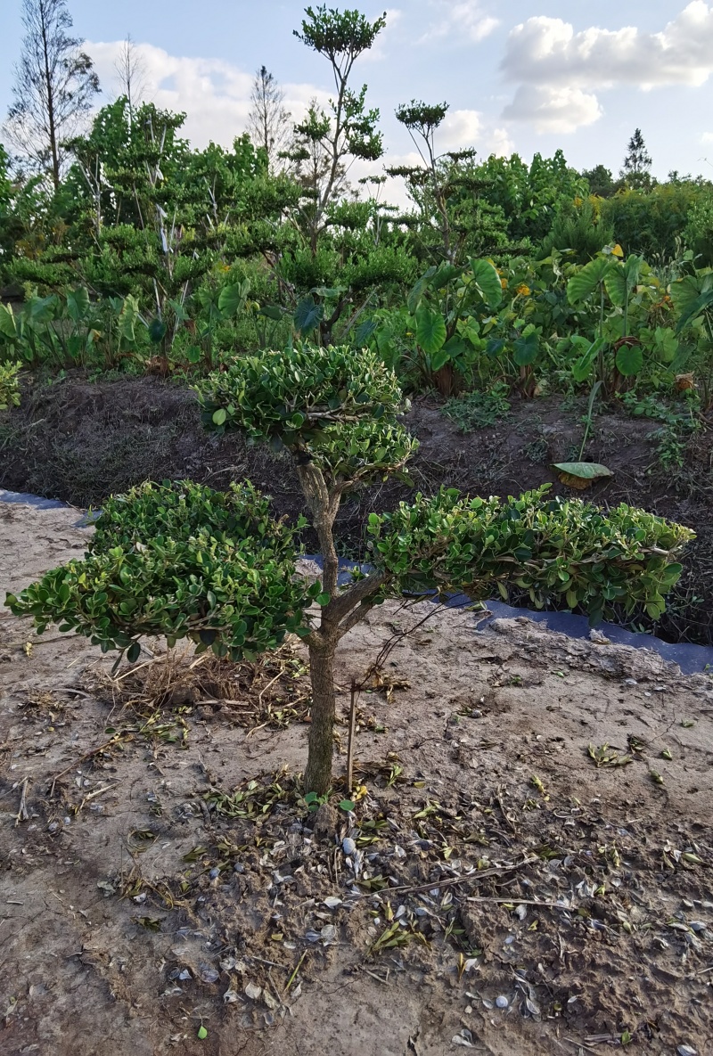 上海市崇明小叶瓜子黄杨树造型盆景可自提可快递自家地
