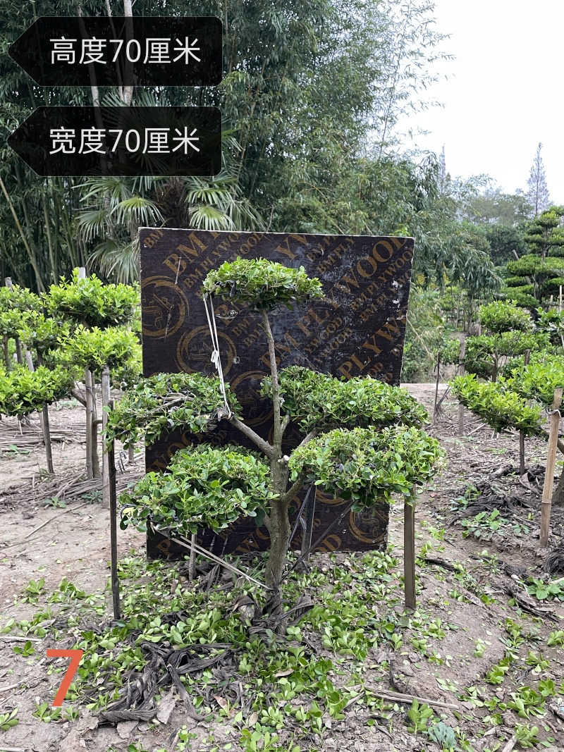 上海市崇明小叶瓜子黄杨树造型盆景可自提可快递自家地