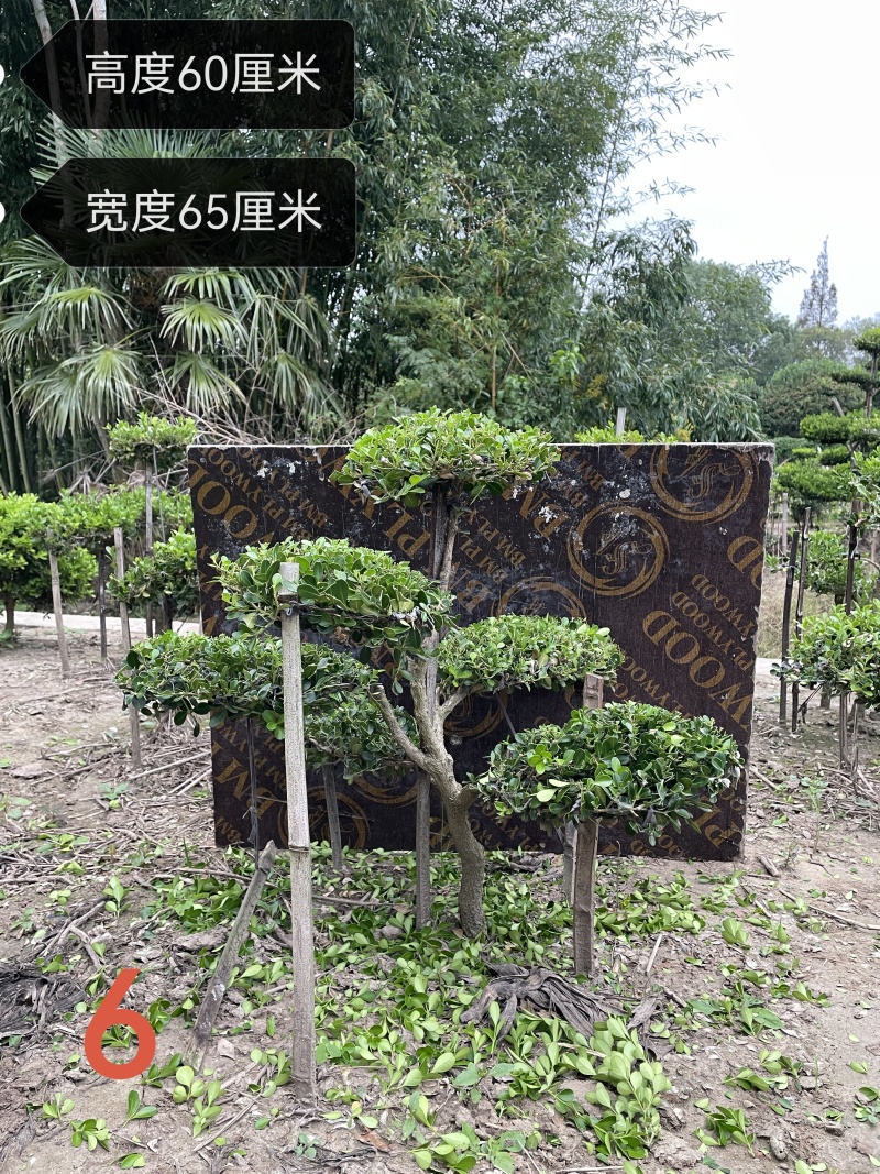 上海市崇明小叶瓜子黄杨树造型盆景可自提可快递自家地