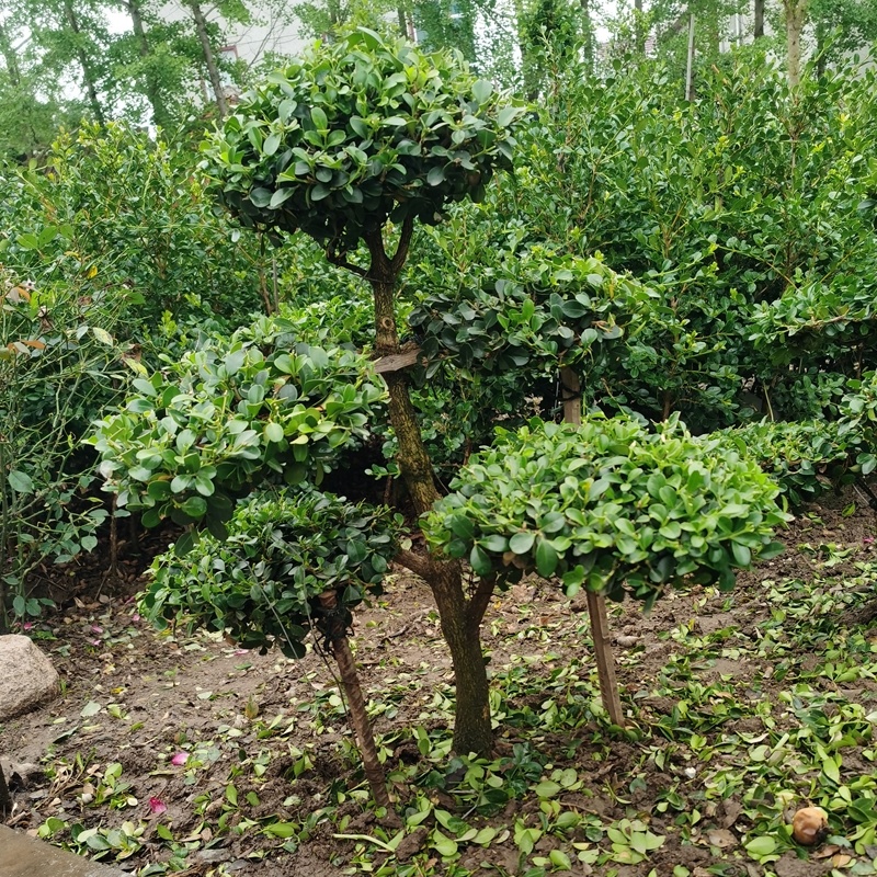 上海市崇明小叶瓜子黄杨树造型盆景可自提可快递自家地