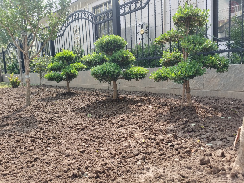 上海市崇明小叶瓜子黄杨树造型盆景可自提可快递自家地