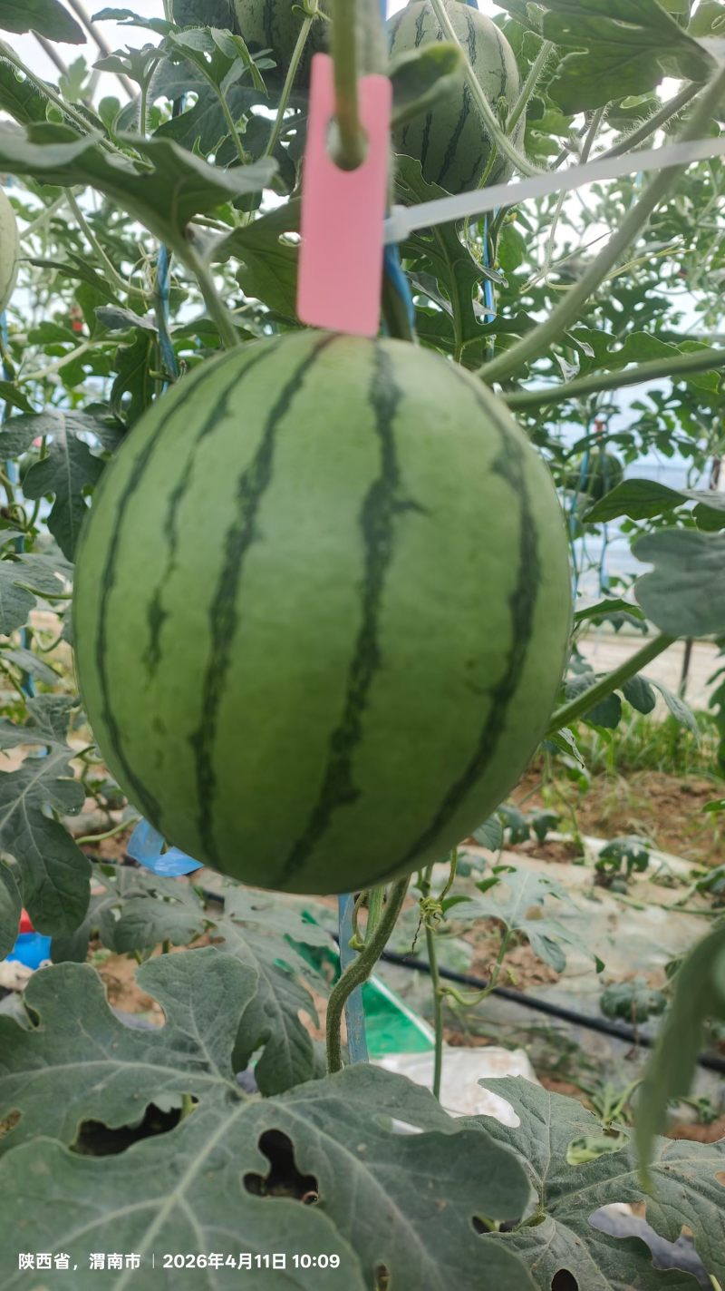 小糖丸