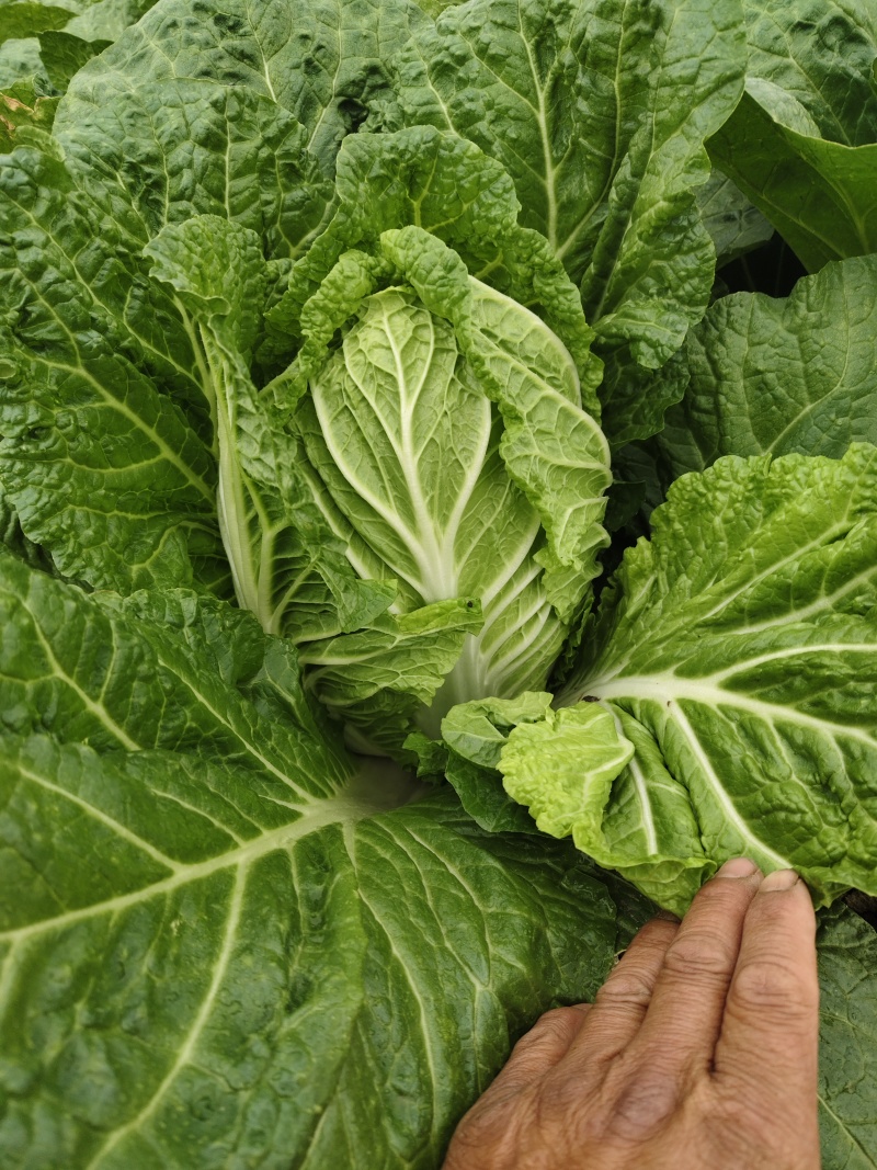 黄心大白菜，江苏白菜，产地直发，保质保量带发全国，量大