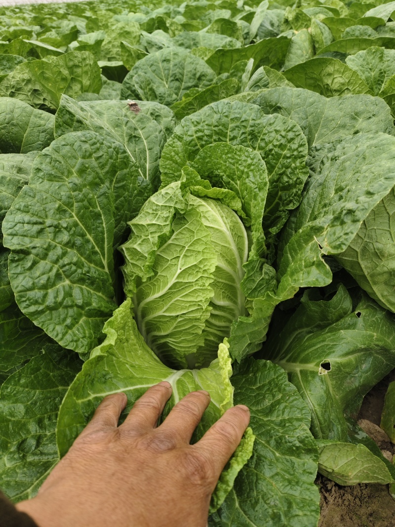 黄心大白菜，江苏白菜，产地直发，保质保量带发全国，量大