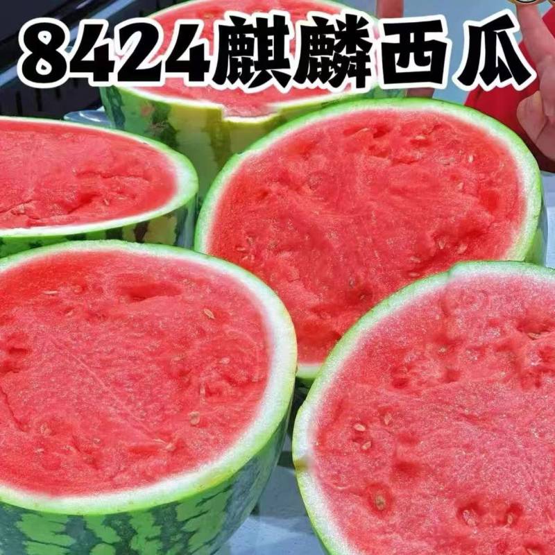 江苏东台精品有籽8424西瓜包熟包甜/货源充足/量大优惠
