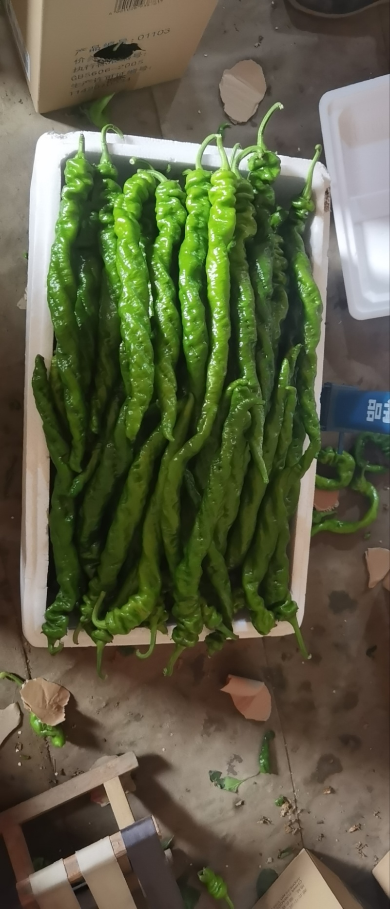 螺丝椒，龙椒，全螺，麻面，颜色绿，河北唐山大棚螺丝椒