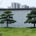 造型罗汉松地径10/15/20/30罗汉松树苗
