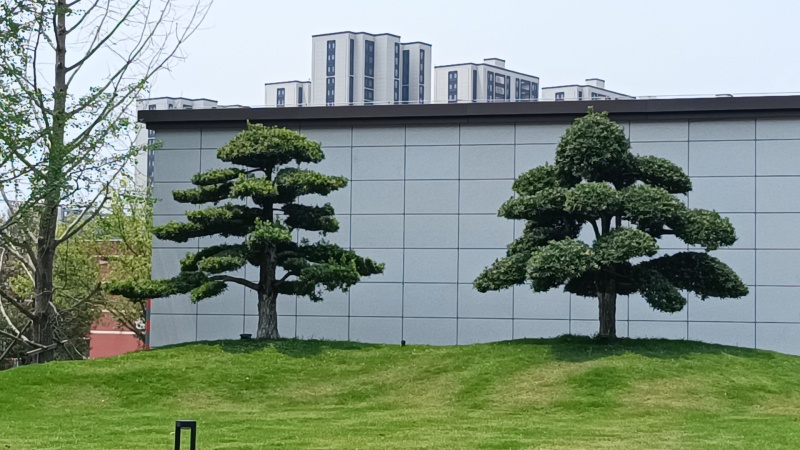 造型罗汉松地径10/15/20/30罗汉松树苗