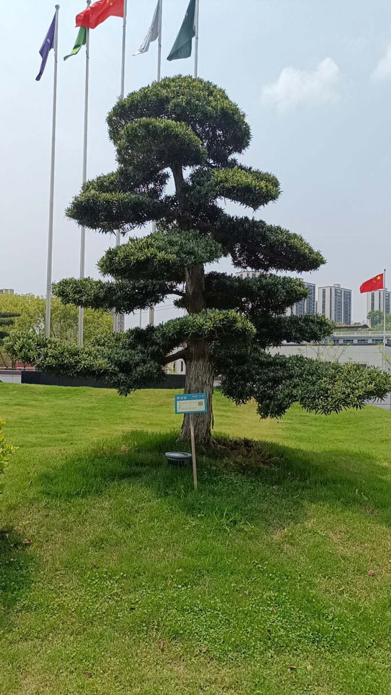 造型罗汉松地径10/15/20/30罗汉松树苗