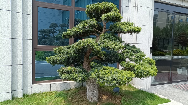 造型罗汉松地径10/15/20/30罗汉松树苗