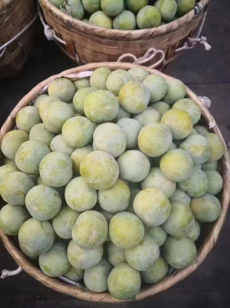 巫山脆李子